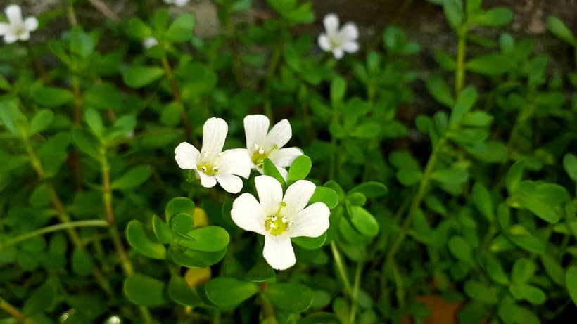 BRAHMI: WHAT IT IS, USES & BENEFITS