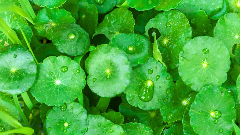 GOTU KOLA: WHAT IT IS, USES & BENEFITS